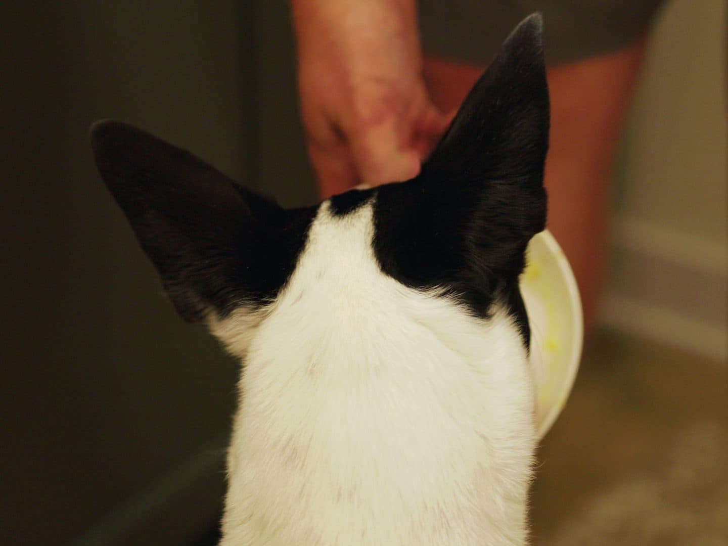 Archie, a black-and-white dog with tall ears, getting a scratch on the head in the kitchen during filming